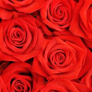 Meet your Posher, Rosemary